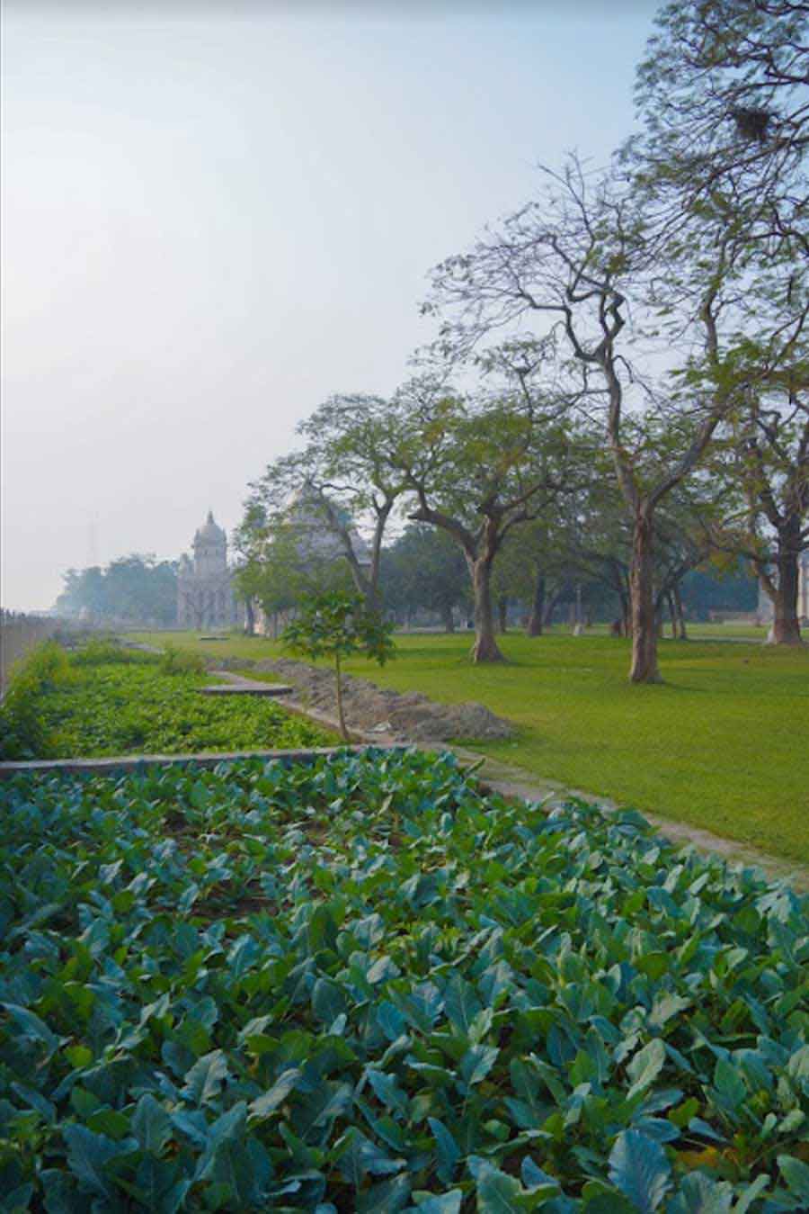 A vegetable patch on Friday morning at Belur Math 