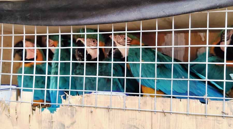 The quartet arrested with the macaws and the vehicles in Cooch Behar on Friday.