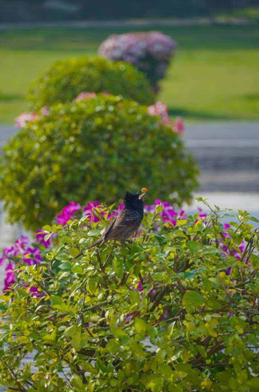 SPRING FEAST: A bulbul feasts on berries at Belur Math on Saturday, February 19