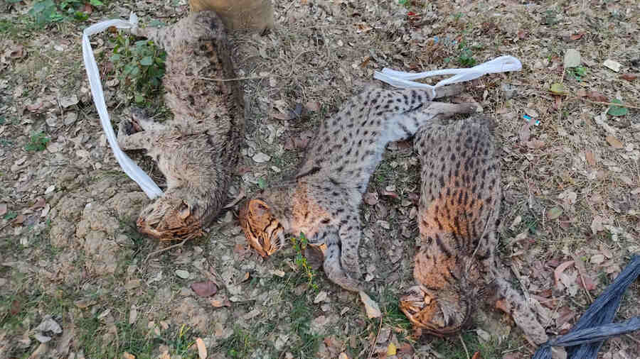 The survival of fishing cats in the state has recently come under scanner after three of the animals were killed in the Bagnan area of Howrah district