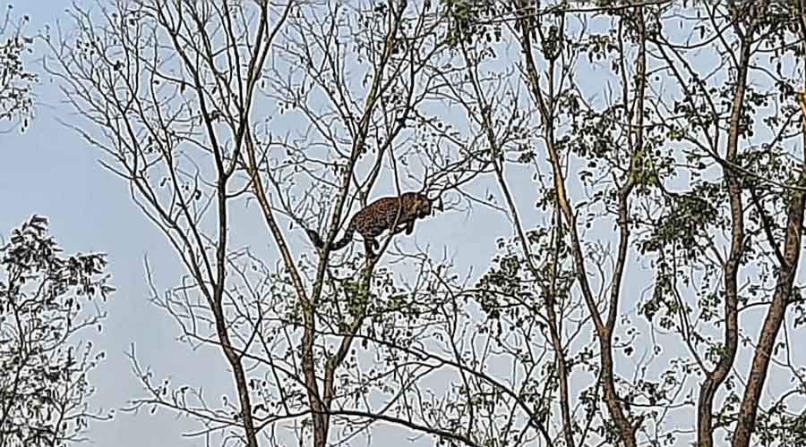 The leopard on the branch of the tree at Chotomoniramjote village under Naxalbari block of Siliguri subdivision on Sunday.