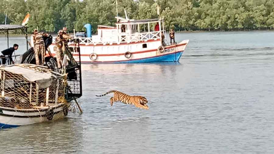 The tiger being released into the wild on Tuesday.