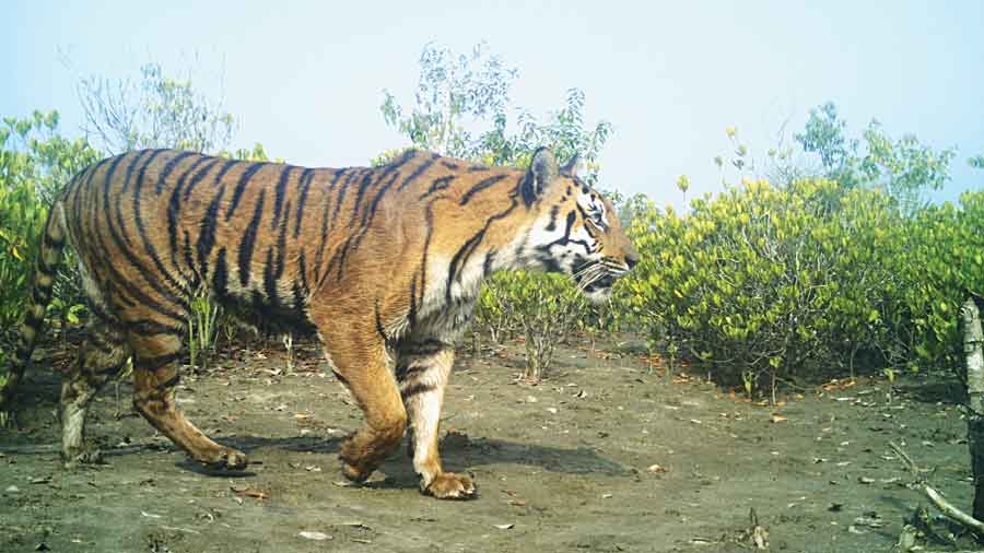A tiger captured by a hidden camera in the Sunderbans