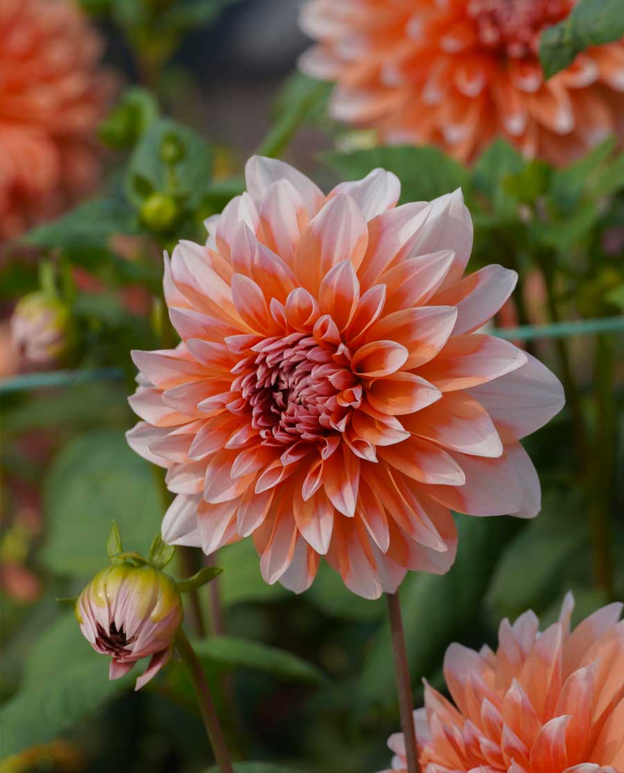 A dahlia in full bloom heralds spring at the Belur world headquarters of Ramakrishna Math and Ramakrishna Mission in Howrah on Thursday.  