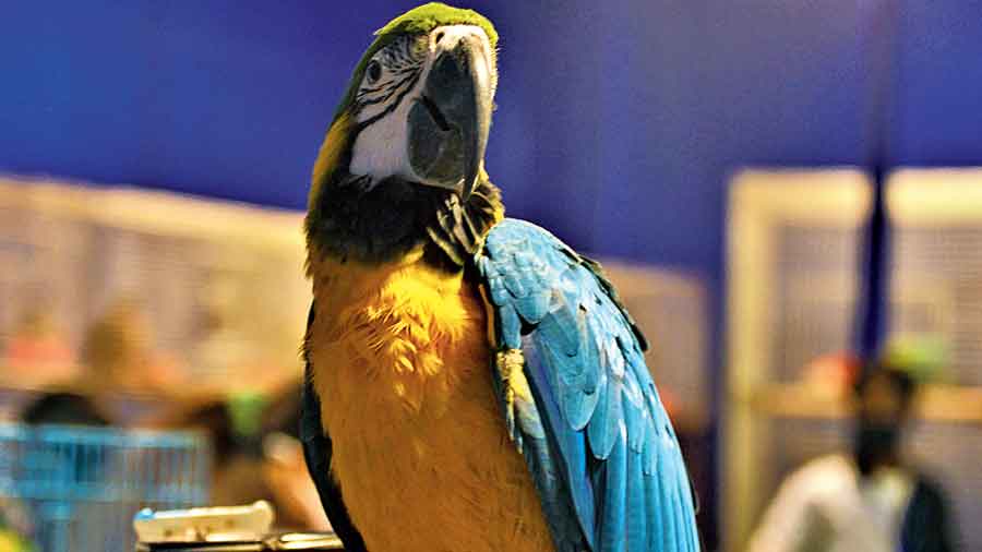 A Macaw looks around the park 