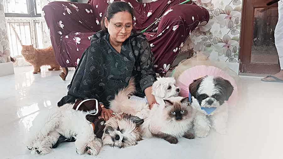 Deboleena Majumder with four of her 12 cats and dogs.