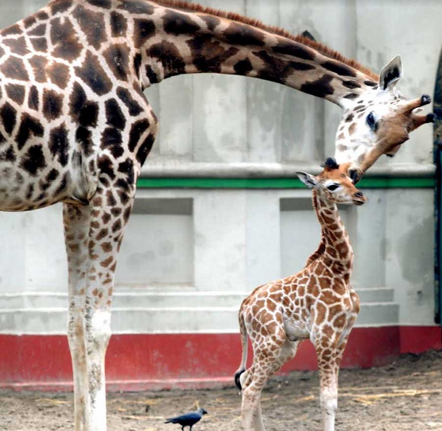 A newborn giraffe calf at Alipore zoo on Friday. The baby giraffe was born on February 15