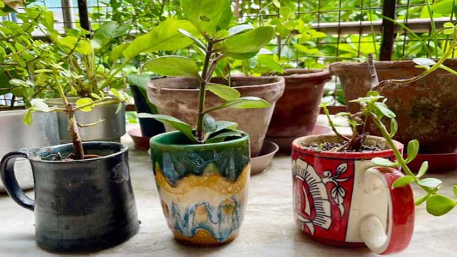 OLD MUGS: Every coffee mug has a story. Keep the memories alive by turning them into cute little planters that can add a splash of colour to the corners of your home. 