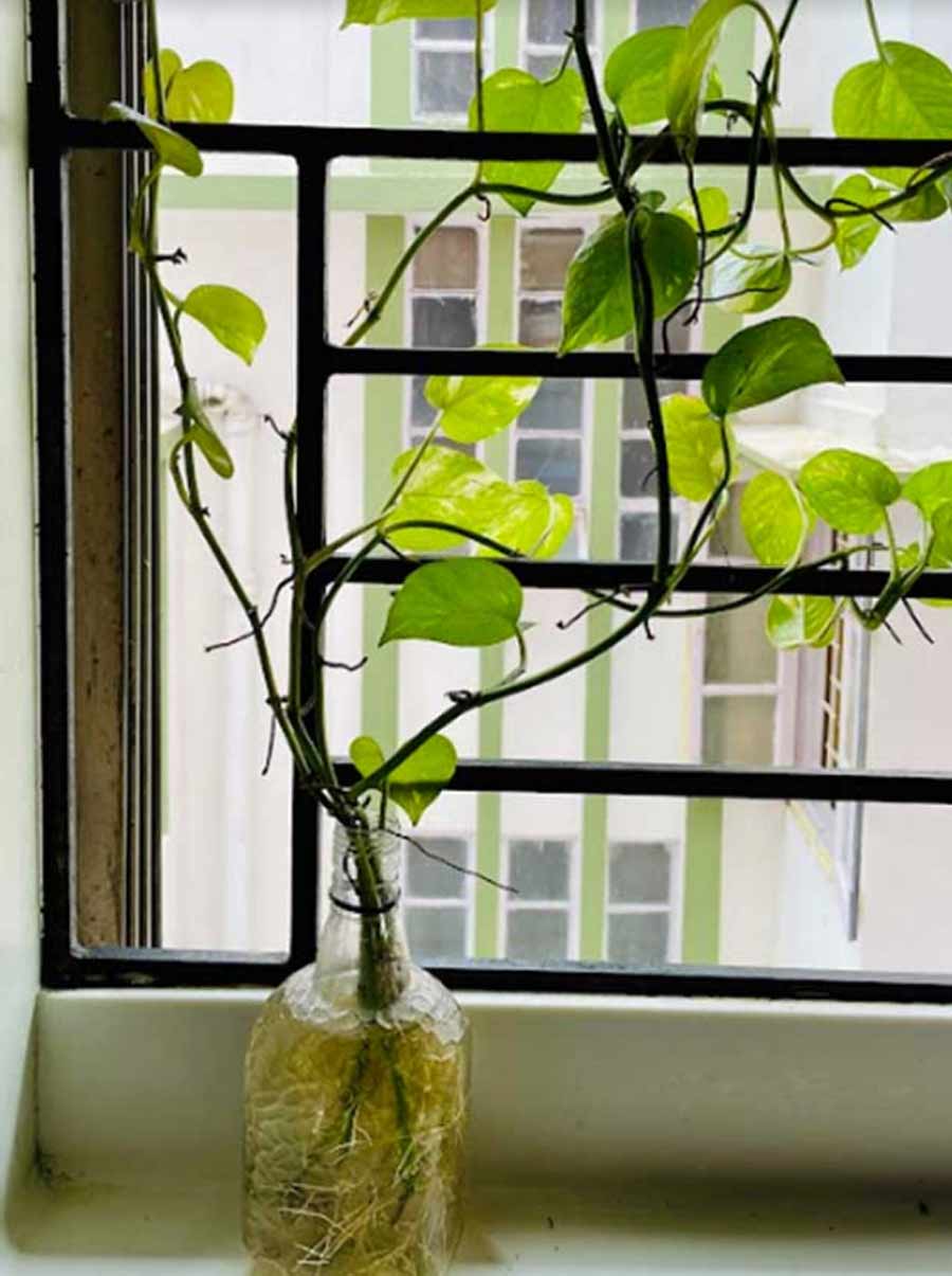 LIQUOR BOTTLES: Wash the bottles out, peel off the labels with the help of warm water and use them to grow low-maintenance money plants at home. Tie knotted rope around the neck to create a hanging planter. 