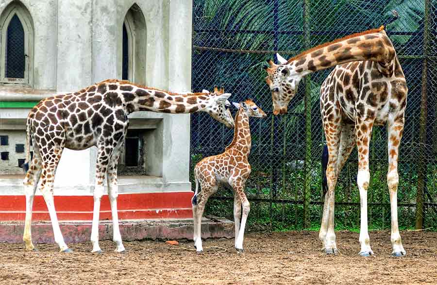 PROUD PARENTS: Giraffe partners Trena and Mangal pamper their newborn at Alipore zoo on Friday, February 25. This was the first public viewing of the yet-to-be-named calf, who was born on February 15