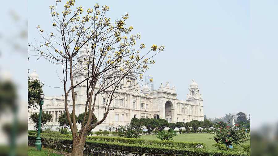 A tree in full bloom at the Victoria Memorial.  
