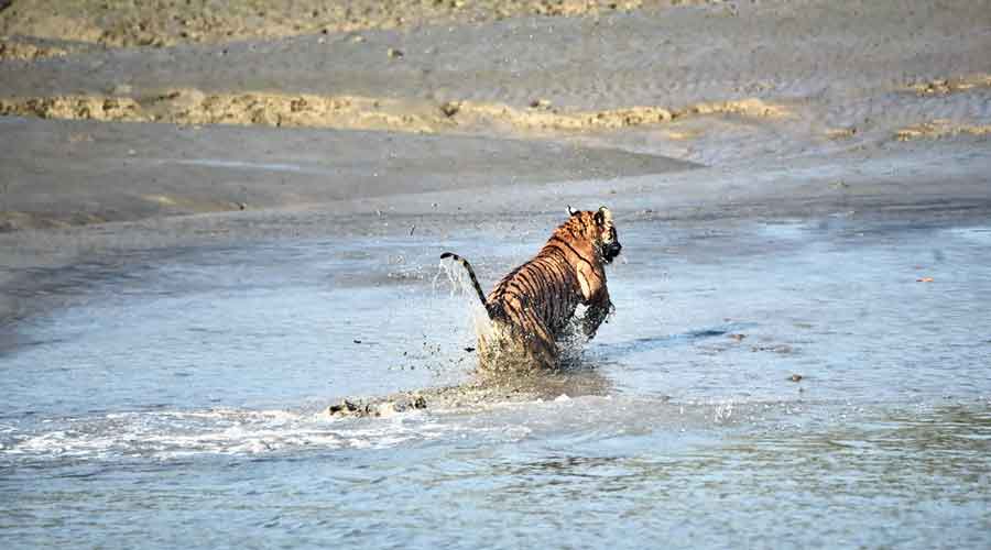 File picture of a Royal Bengal tiger.