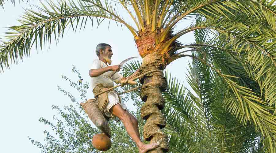 A person tapping a palm tree for sap 