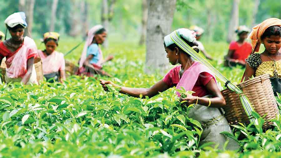 Proposal comes at a time the Tea Board of India is implementing a new brand of auction to ensure better price discovery.