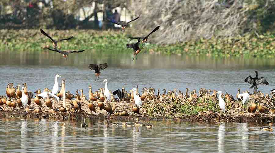Migratory ducks at Santragachi Jheel (Lake) as seen on National Bird Day, in Howrah district, Wednesday, Jan. 5, 2022.