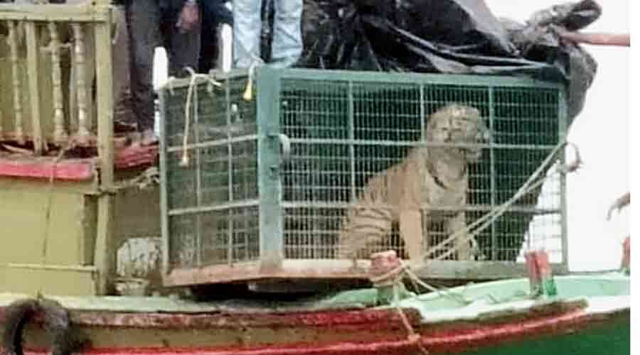 The tiger that was trapped at Mathurakhand village in Gosaba’s Bali Island on Wednesday. 