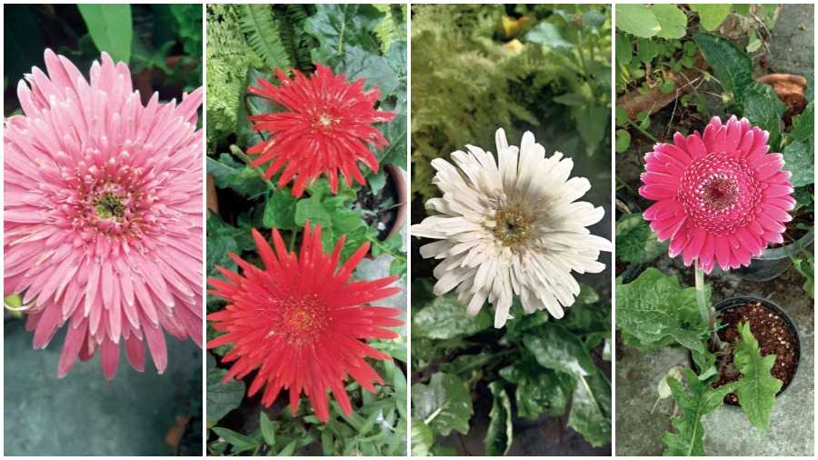 Gerberas in different hues growing on rooftops in township households.
