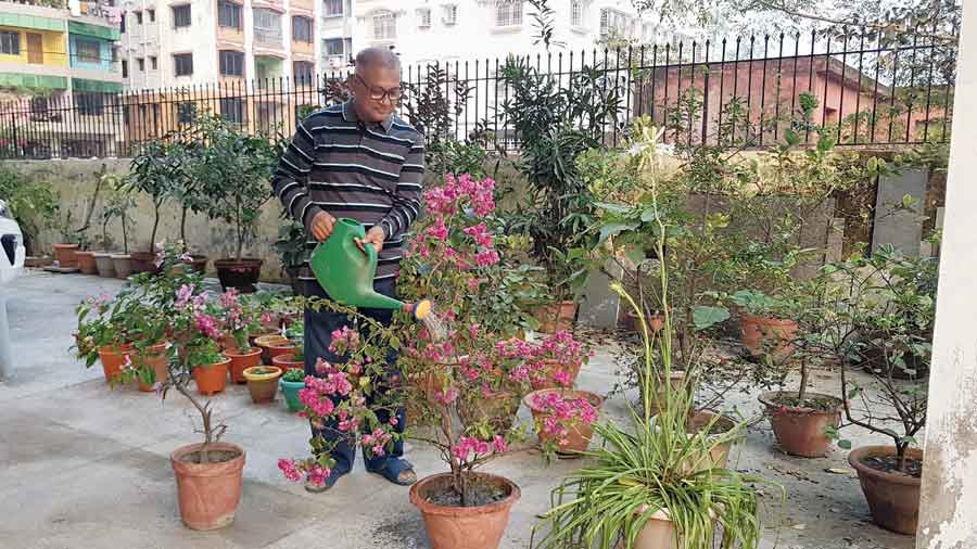 Rajat Bose waters his potted Hibiscus. (Right) Garlic and onions growing in water bottles, using the principles of hydroponics.