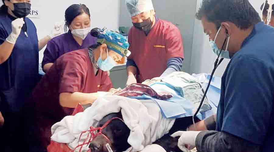 Vets conduct surgery on the Himalayan black bear in Gangtok on Friday