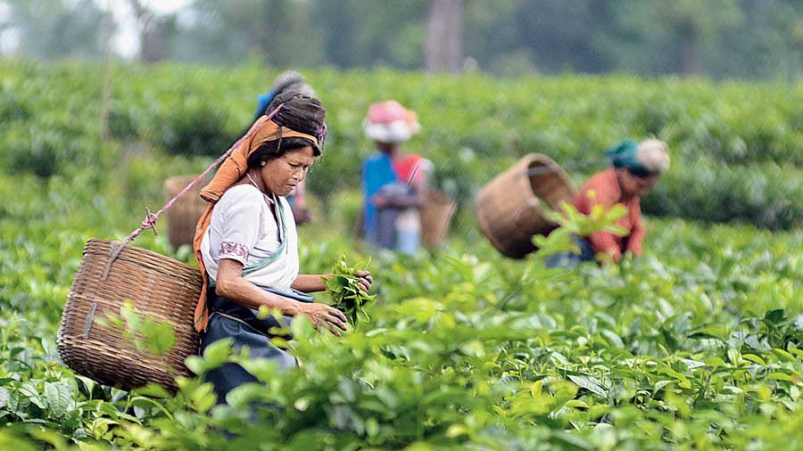Darjeeling frets over tea act change