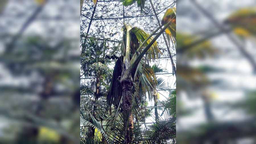 The fungus-affected Double Coconut Tree at Howrah's Indian Botanic Garden