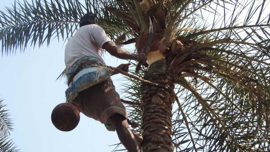 Ratan Naskar, a Joynagar-based ‘siuli’, setting a collection pot in a date palm tree