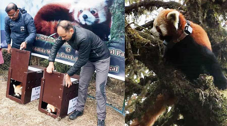 Two red pandas being released into the wild on January 15; (right) one of the animals in the Singalila National Park after the release. 