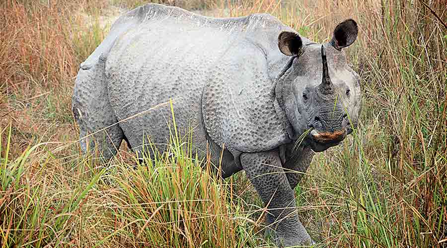 A one-horned rhinoceros in Assam.