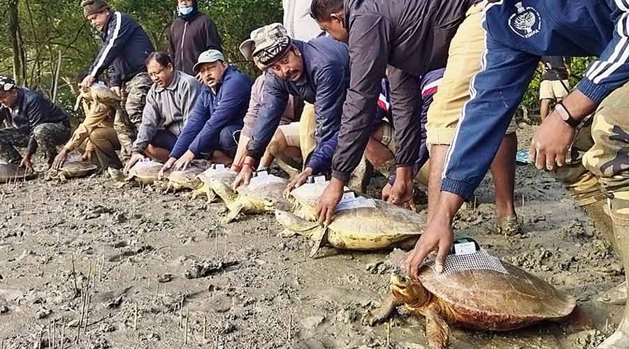 Turtles tagged with GPS transmitters being released in the Sunderbans.