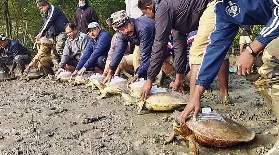 wildlife - Sunderbans Tiger Reserve authorities set free GPS-tagged ...