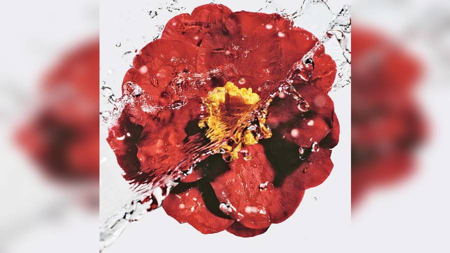 beauty  No.1 de Chanel harnesses inspiration and beauty from the red  camellia for the capsule collection - Telegraph India
