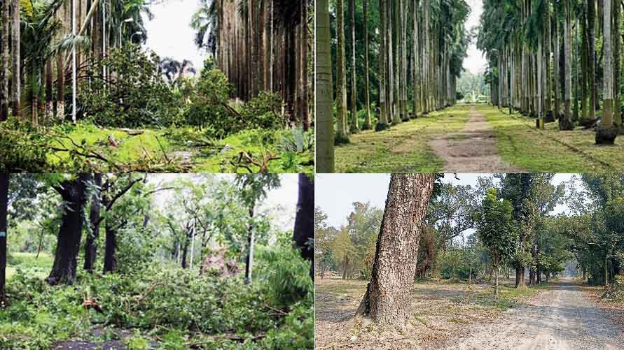 Clean-up drive at Indian Botanic Garden after Amphan wreckage