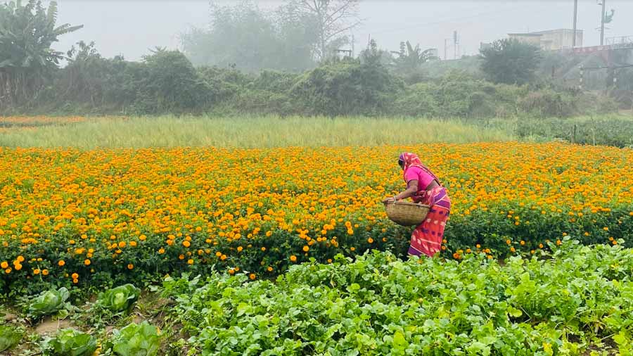 Khirai, two hours by road from Kolkata, is known as Bengal's Valley of Flowers thanks to the abundant flower fields
