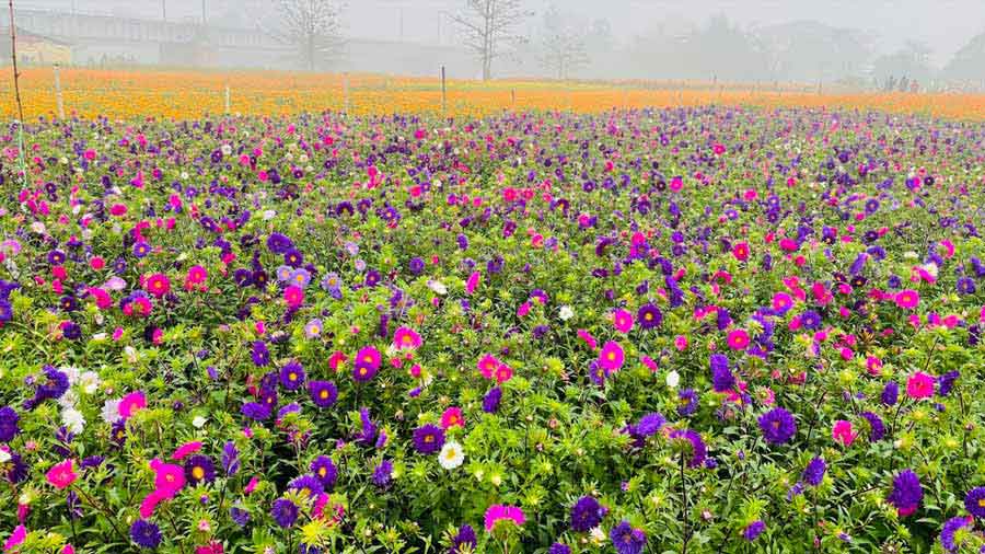 The flowers harvested at Khirai are sold are Kolaghat and Howrah and exported from there on