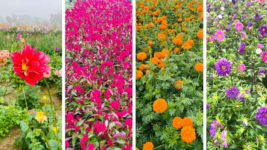 Marigold, chrysanthemums, dahlia, aster, and more are harvested in Khirai