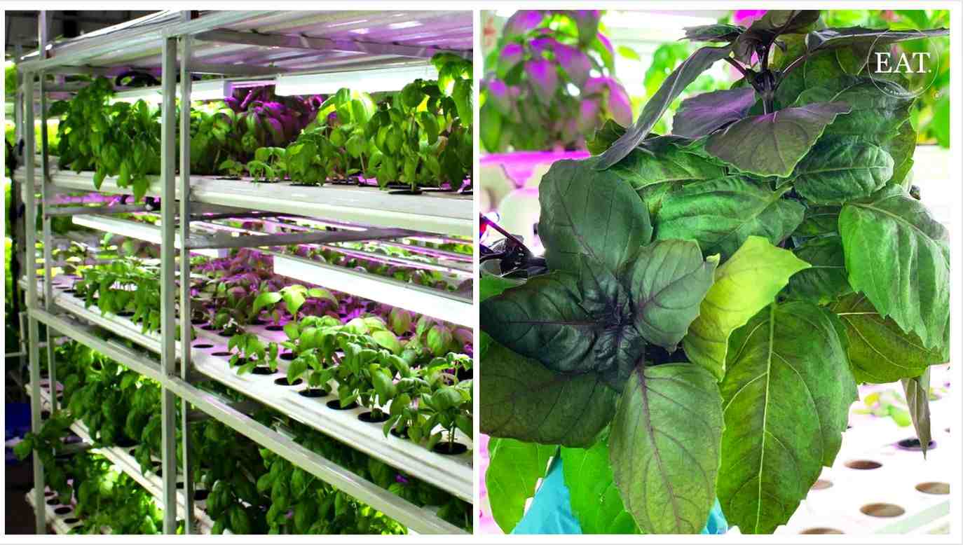 Hydroponic farming set-up for herbs and (right) Purple Basil grown by EAT