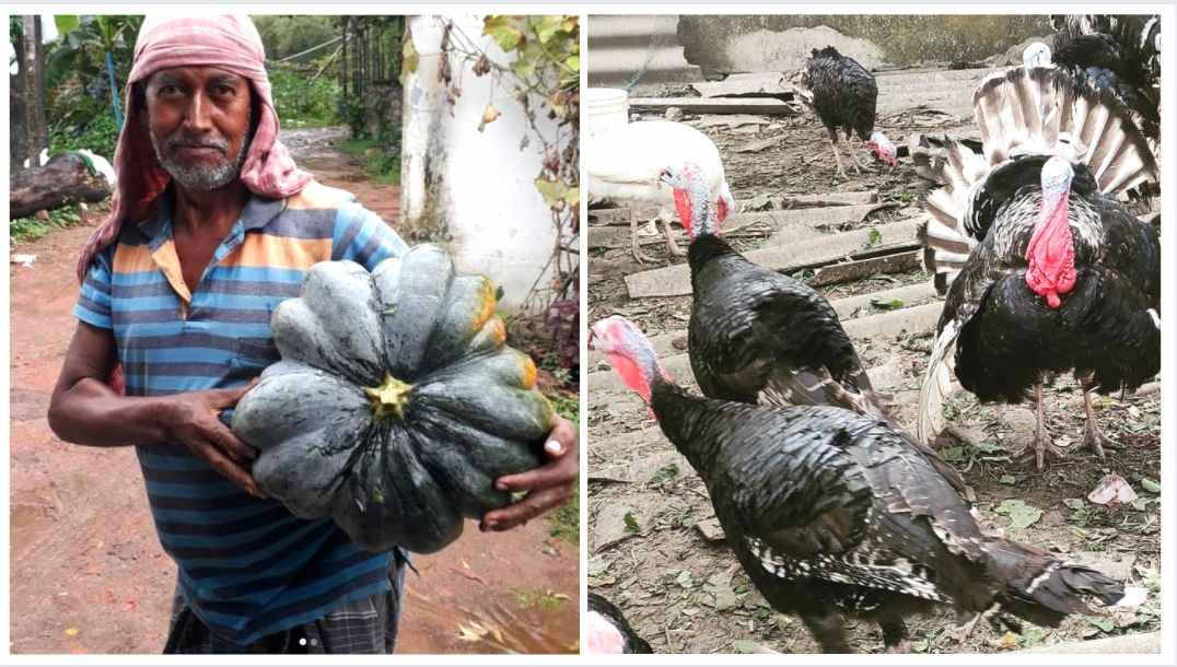Pumpkin harvested at Tona Farms and (right) turkeys that are organically-raised on the farm