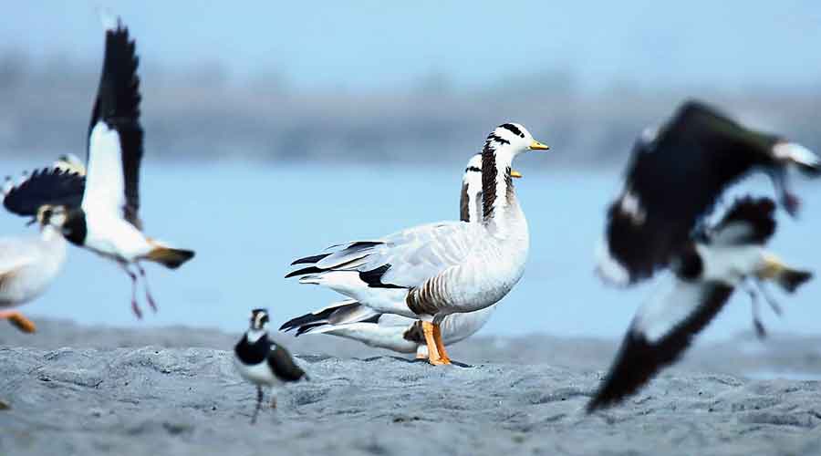 The Pacific golden plover and the bar-headed goose  sighted at Gajoldoba.