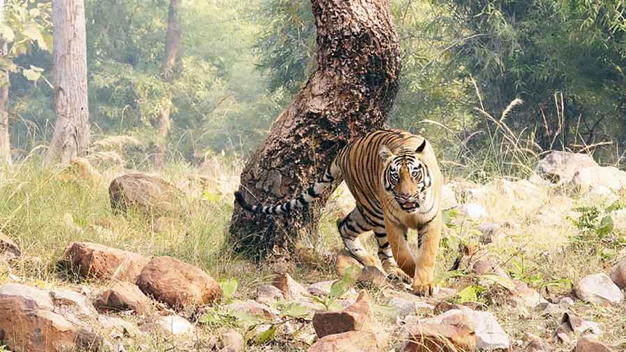 Jharni, the female tigress in the buffer zone