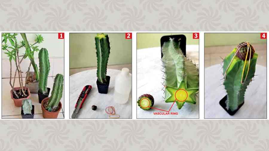 (From left) Gather the rootstocks you want to work with; you will need a knife, rubber bands, alcohol and fungicide; after cutting, join both the rootstock and scion together by the vascular ring; secure the joint with rubber bands 