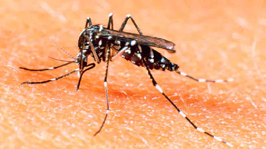 Fever camps in dengue-hit areas of Kolkata