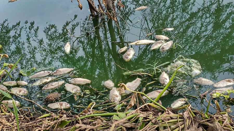 Dead fishes in the Najafgarh drain along the Delhi-Haryana border, in New Delhi