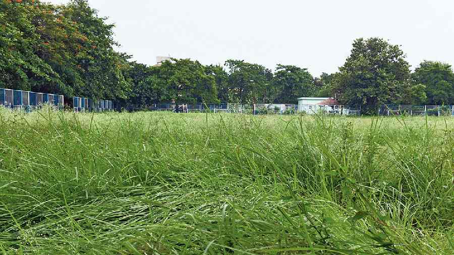 Untrimmed grass and weeds at CK-CL park