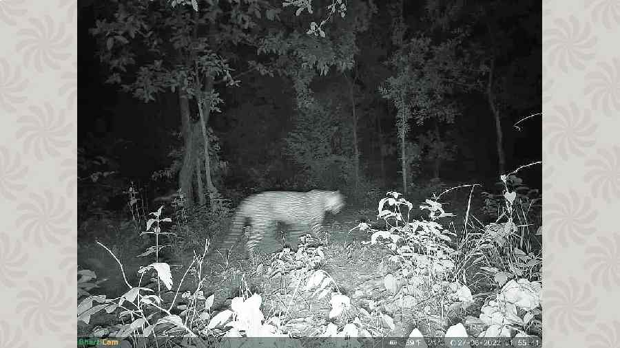 At night at Purulia’s Kotshila forest. The pictures suggest there are two different leopards, a forest official.