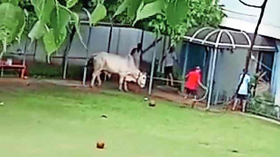 Efforts to tame the bull and tie it with a rope on the Modern High School playground