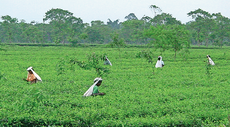 If homestays are opened by common people in tea estates, one can expect a tourism boom at the grassroots.