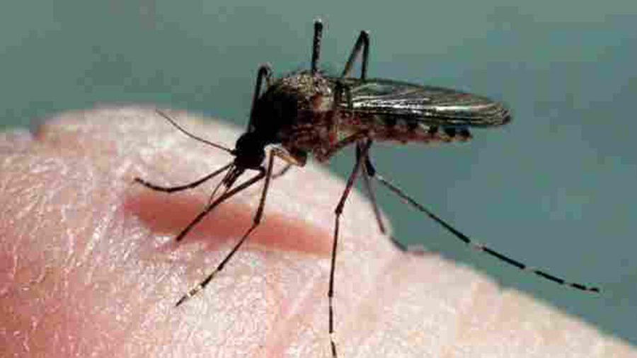 One more dengue death takes toll to 5 in Kolkata