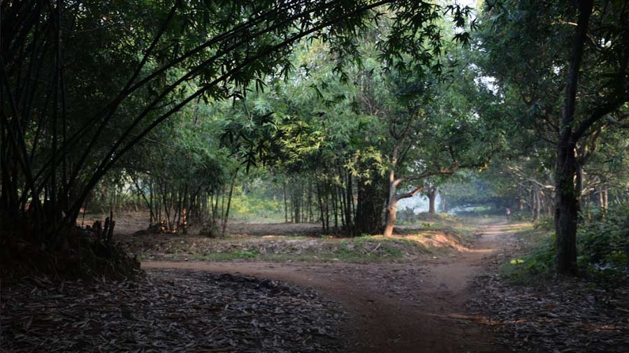 One of the many desolate and scenic walking areas in Amadpur village