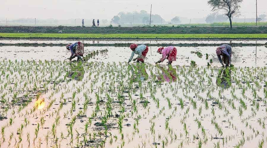 Workers in a paddy field in Nadia district. 
