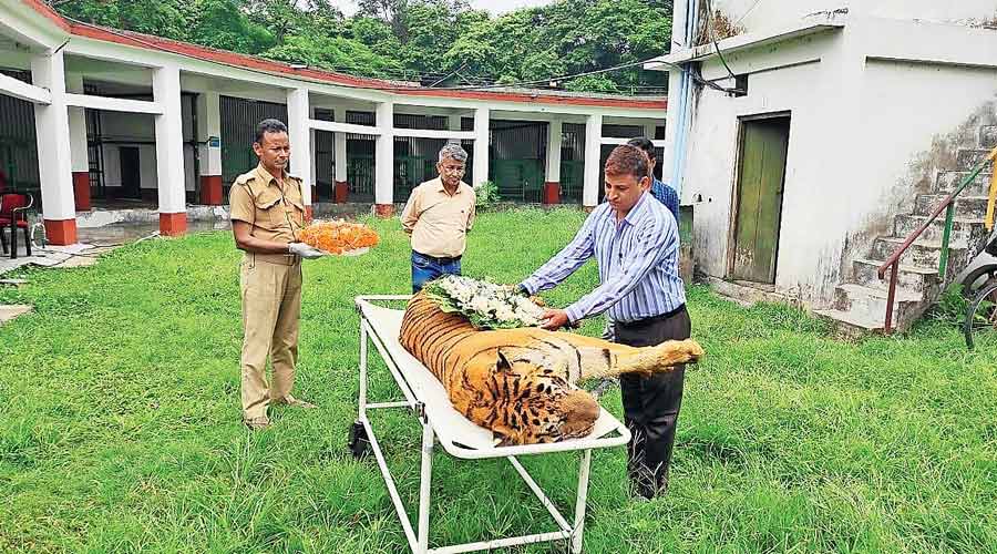 Alipurduar DM Surendra Kumar Meena (in blue striped shirt) pays homage to Raja, the deceased tiger. 